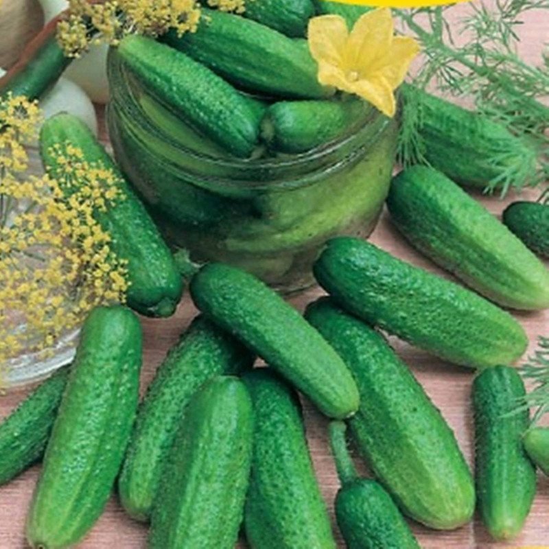 Cucumber Megyer F1