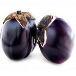 Eggplant Aubergine Laura