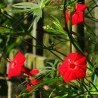 Red Morning Glory