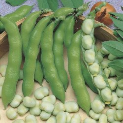 Broad Bean Greeny