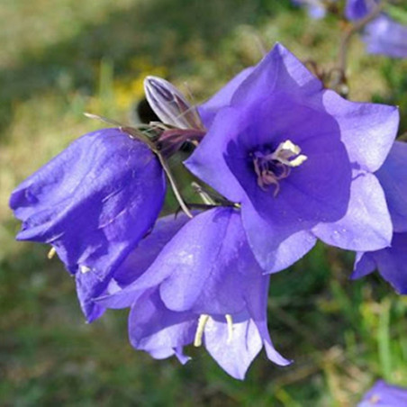 Peach-leaved Bellflower Blue