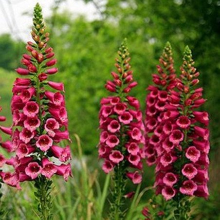 Foxglove Purple Muse