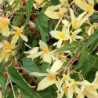 Begonia Bolivian Copacabana F1 Yellow