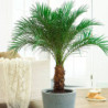 Dwarf Date Palm