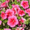 Petunia Claudia F1