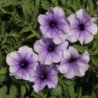 Petunia Nora F1