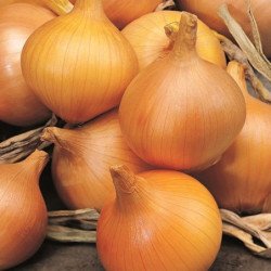 Onion Supra