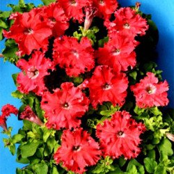 Petunia Aphrodite Red F1