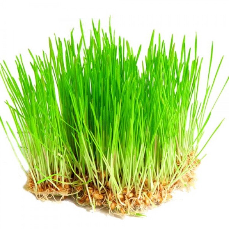 Cat Grass