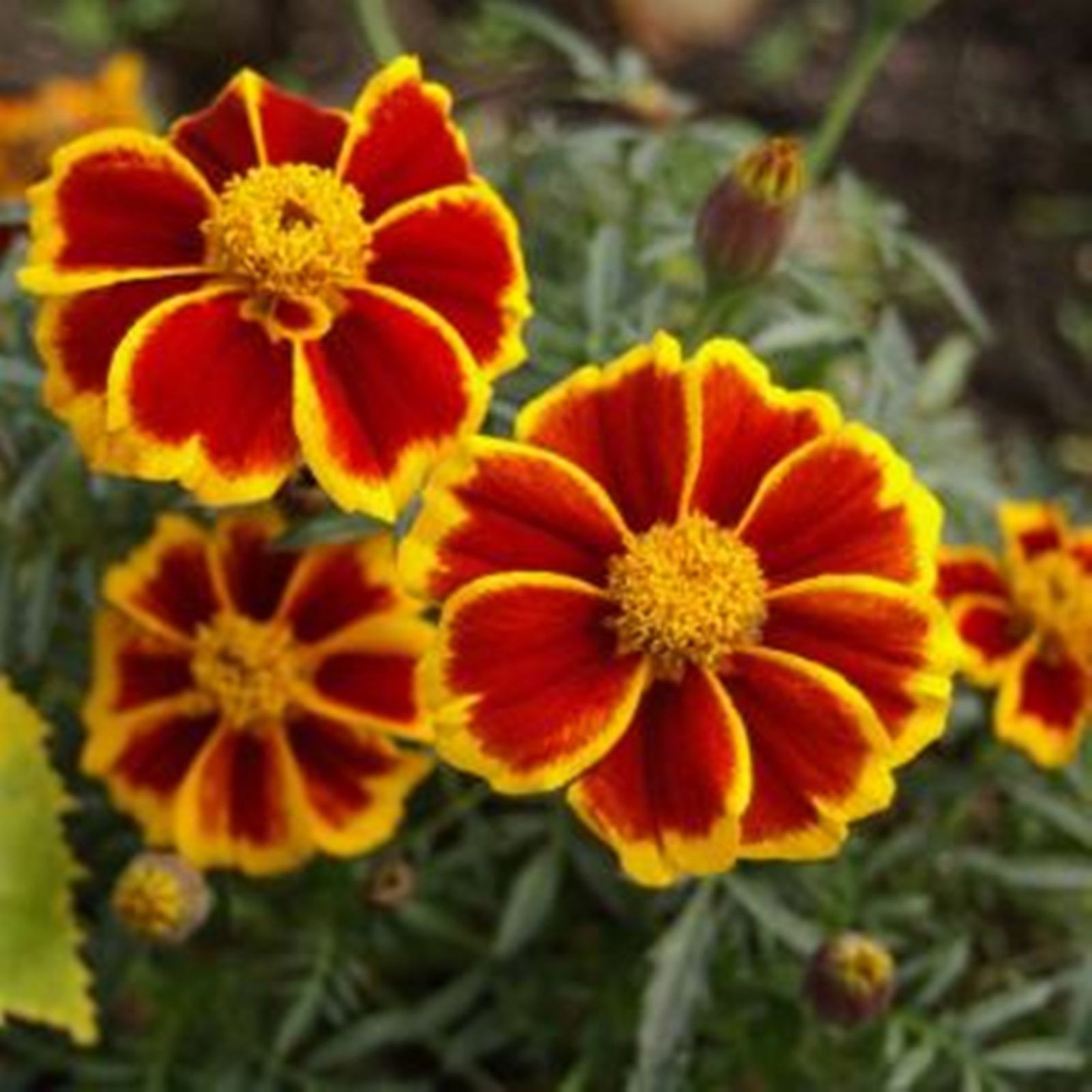 French Marigold Seeds - Marietta - Tagetes Patula - Annual ...