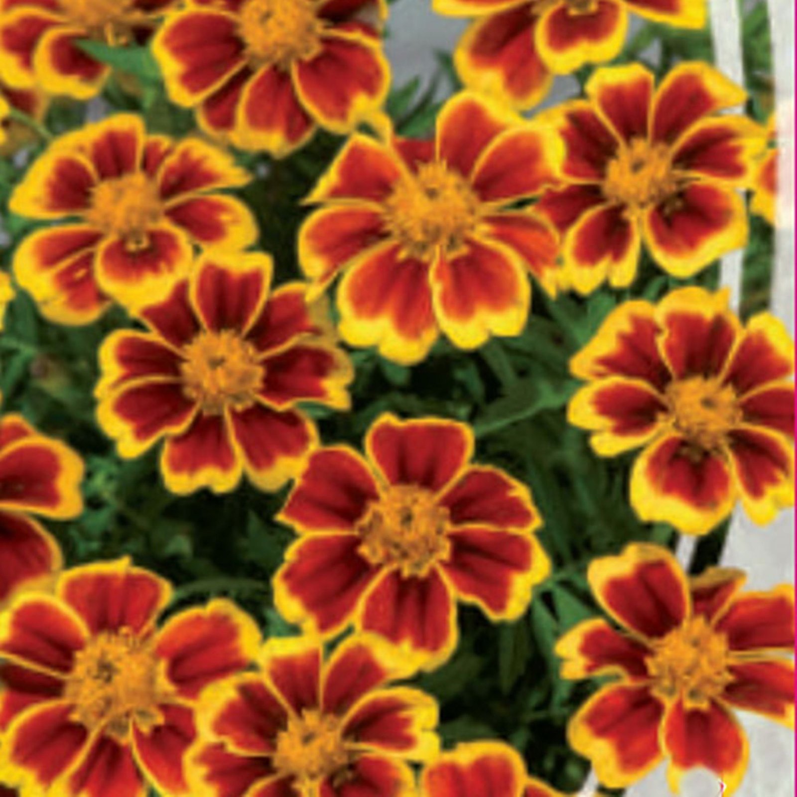 French Marigold Seeds - Marietta - Tagetes Patula - Annual ...