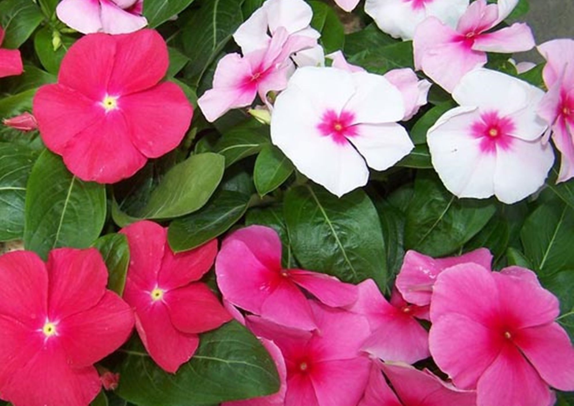 flower-seeds-madagascar-periwinkle-vinca-rosea-perennials-4820069492884