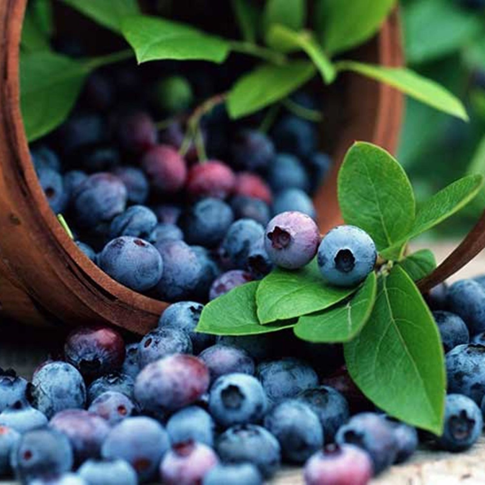 European Blueberry Seeds Organically Grown NON GMO Forest Pearl