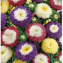 Pompon Aster Mix