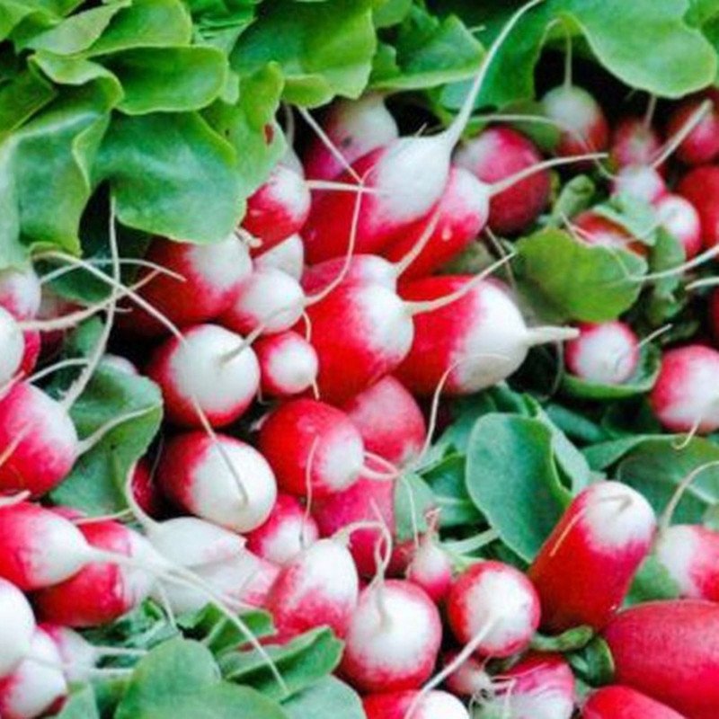 Radish Bazys