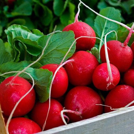 Radish Early Red