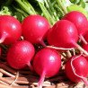 Radish Zhara