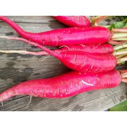 Radish Red Giant