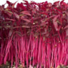 Microgreen Seed Amaranth