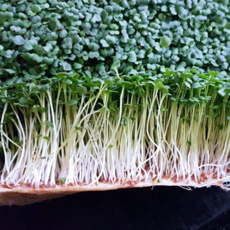 Microgreen Seed Mustard