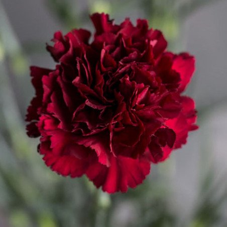 Carnation Garden Grenadines Bordeaux