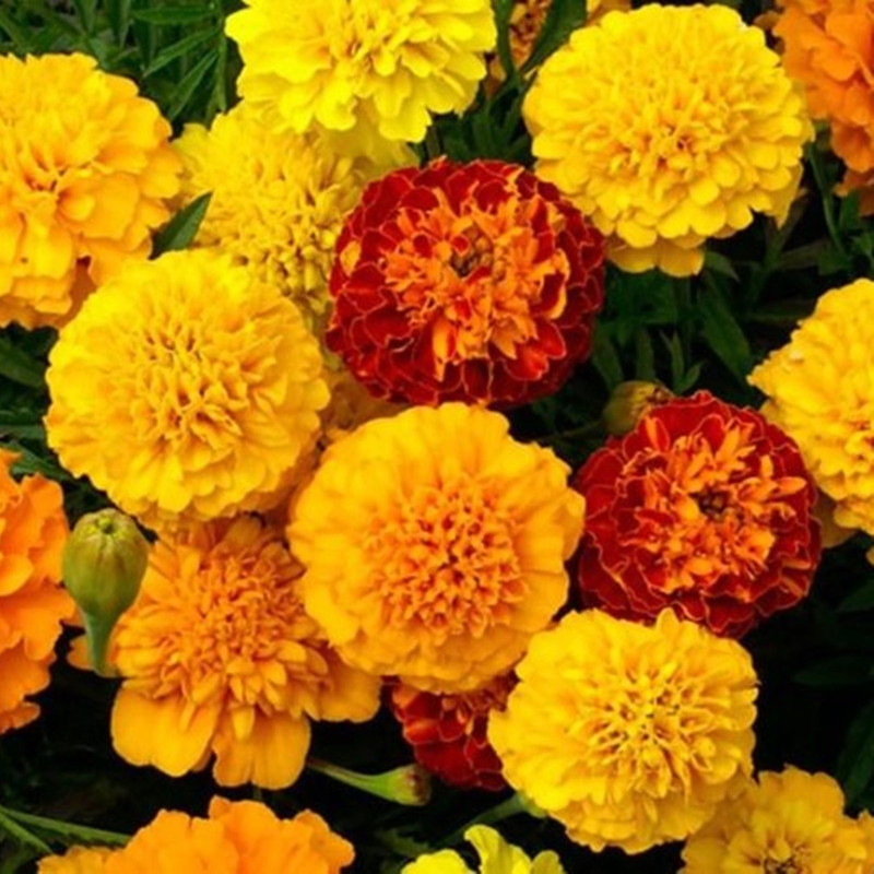 Marigold Dwarf Flight Mix