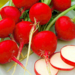 Radish Gigante Di Sardegna