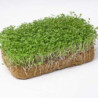 Microgreen Alfalfa