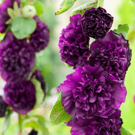 Hollyhock Double Purple