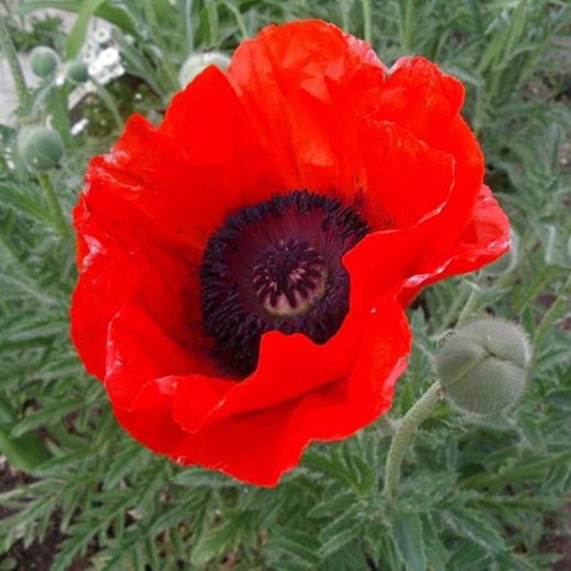 Oriental Poppy Scarlet