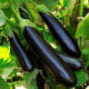 Eggplant Aubergine Long Pop