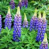 Garden Lupine Blue Flame