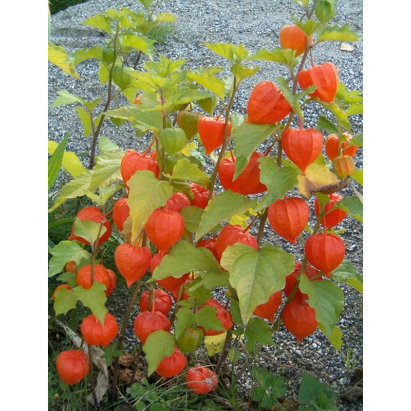 Tomatillo Strawberry