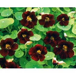 Dwarf Nasturtium Black Velvet