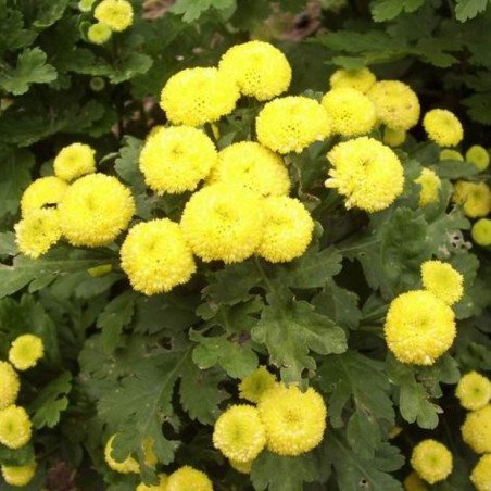 Feverfew Sun Ball