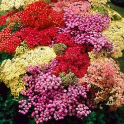 Yarrow Mix