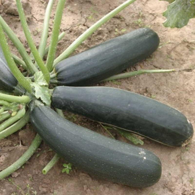 Squash Zucchini Black Beauty