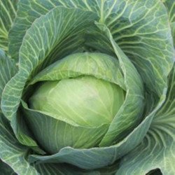 Headed Summer Cabbage Ditmar Early