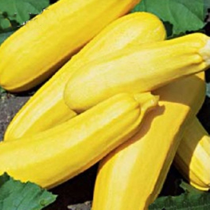 Squash - Zucchini Svitozar