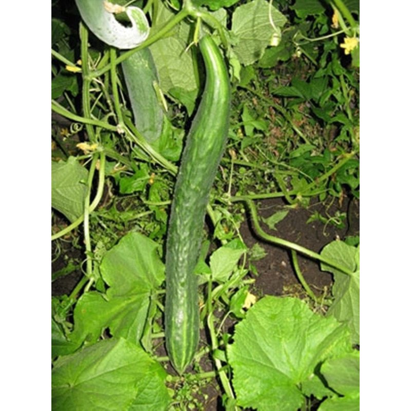 Cucumber Green Snake