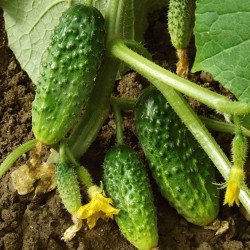 Cucumber Sremsky F1