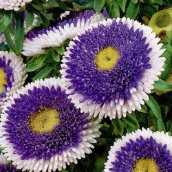 Aster Dwarf Blue Moon