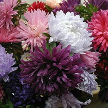 Chrysanthem Aster Mix