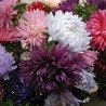 Chrysanthem Aster Mix