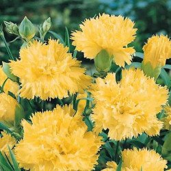 Carnation Garden Grenadines Yellow