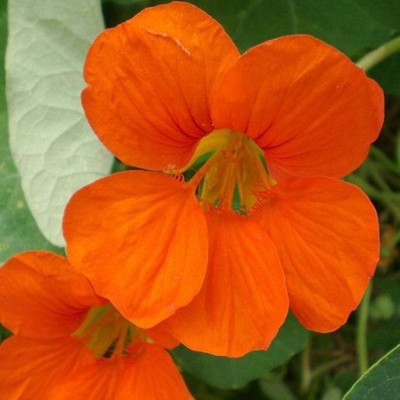 Curly Nasturtium Orange Emperor