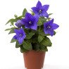 Balloon Flower Blue