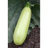 Squash Zucchini Acrobat