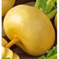 Turnip Gold Ball