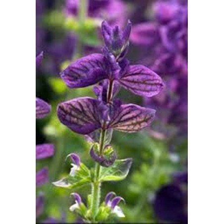 Salvia officinalis - Sage